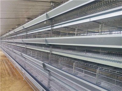 Prefab Steel Structure Laying Hen House