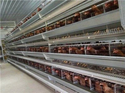 Steel Structure Chicken House Design