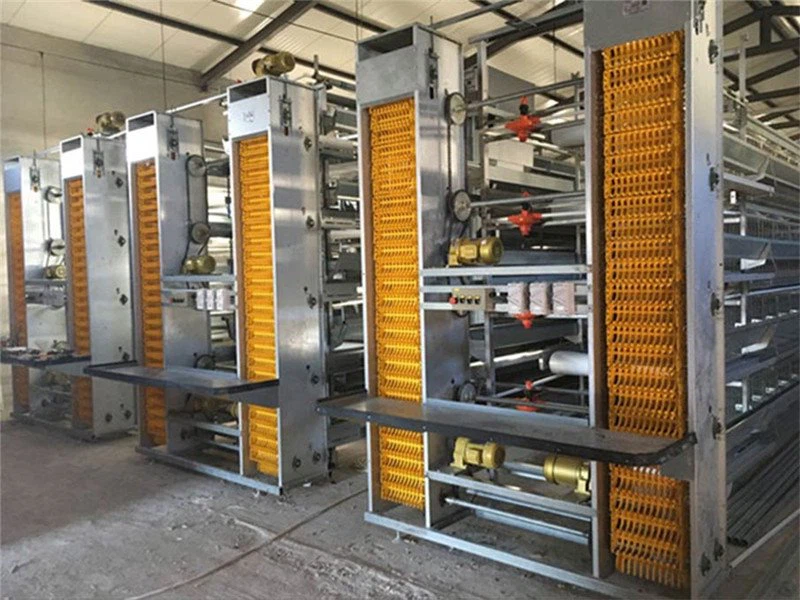 Steel Structure Chicken House Design