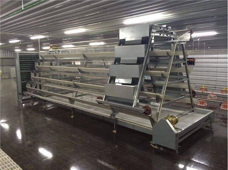 Automatic Chick Broiler Raising Equipment