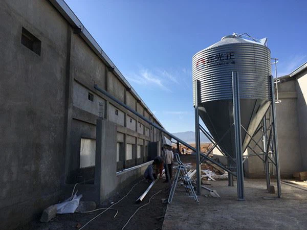 Modern Layer Poultry Farm